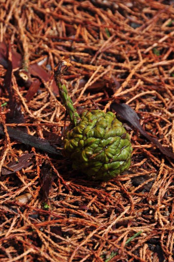 Semente de sequoia no Sequoia National Park,  na Califórnia - EUA